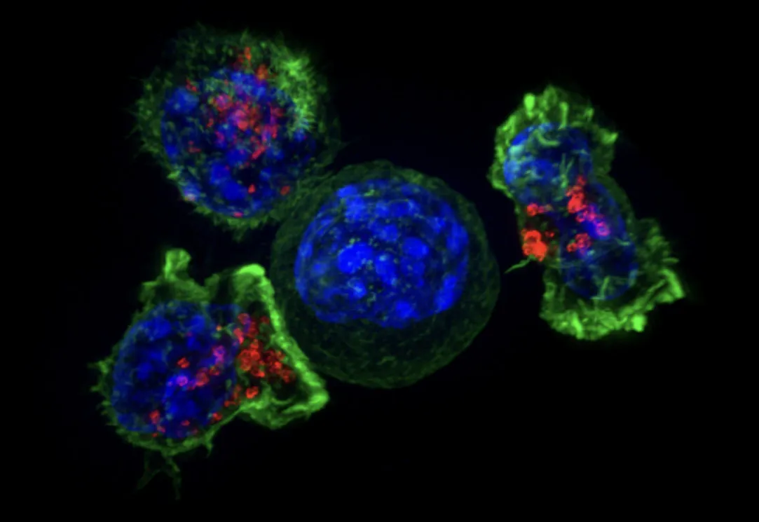 Photo credit: Killer T Cells Surround a Cancer Cell, National Cancer Institute